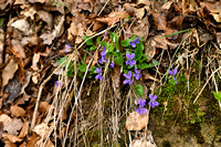 Ruig viooltje; Hairy violet; Viola hirta