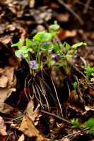 Grootbladviooltje; Wonder Violet; Viola mirabilis