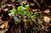 Grootbladviooltje; Wonder Violet; Viola mirabilis