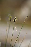 Blauwgras; Blue Moor Grass; Sesleria caerulea