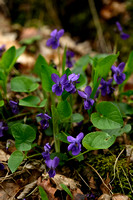 Maarts viooltje - Sweet Violet - Viola odorata
