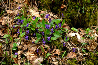 Maarts viooltje; Sweet Violet; Viola odorata