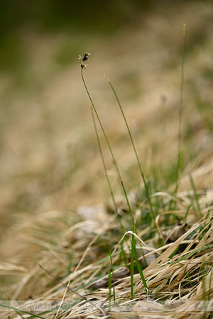 Blauwgras; Blue Moor Grass; Sesleria caerulea