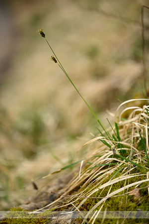 Blauwgras; Blue Moor Grass; Sesleria caerulea