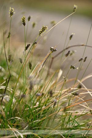 Blauwgras; Blue Moor Grass; Sesleria caerulea