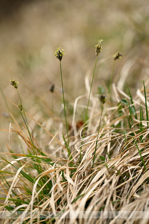 Blauwgras; Blue Moor Grass; Sesleria caerulea