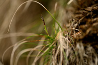 Aardzegge; Dwarf Sedge; Carex humilis