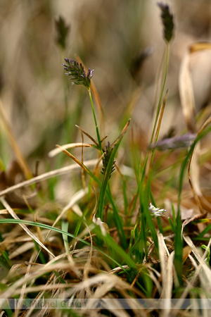 Blauwgras; Blue Moor Grass; Sesleria caerulea