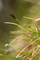 Blauwgras - Blue Moor Grass - Sesleria caerulea