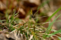 Voorjaarszegge - Spring Sedge - Carex caryophyllea