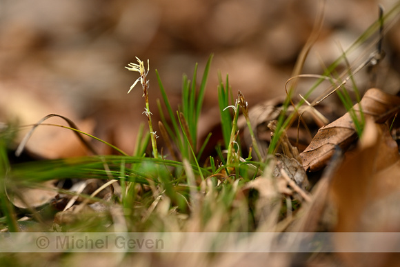 Aardzegge; Dwarf Sedge; Carex humilis