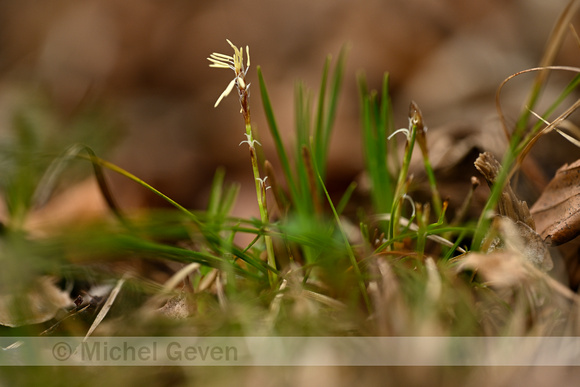 Aardzegge; Dwarf Sedge; Carex humilis