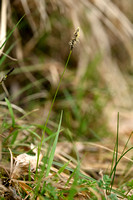 Bergzegge; Soft-leaved Sedge; Carex montana