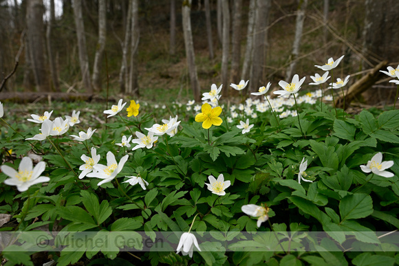 Gele anemoon; Yellow Anemone; Anemone ranunculoides