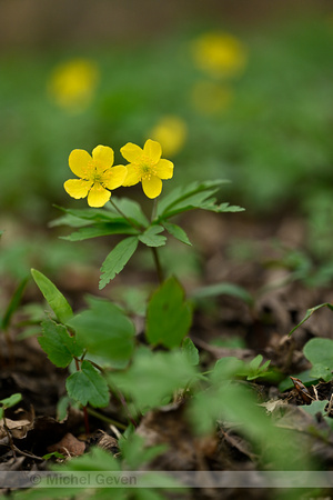 Gele anemoon; Yellow Anemone; Anemone ranunculoides