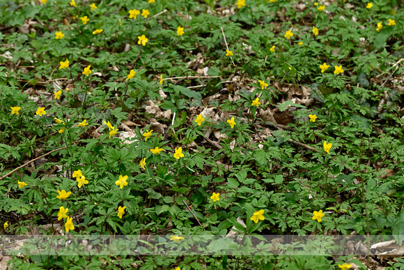 Gele anemoon; Yellow Anemone; Anemone ranunculoides