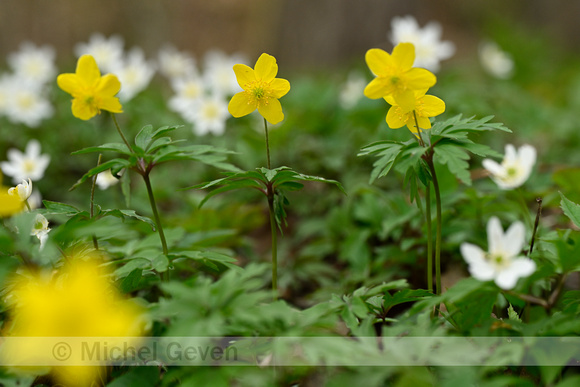 Gele anemoon; Yellow Anemone; Anemone ranunculoides