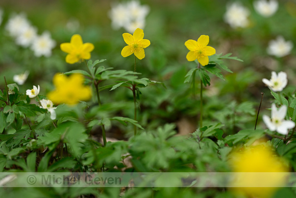 Gele anemoon; Yellow Anemone; Anemone ranunculoides