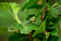 Kruisbes; Gooseberry Ribes uva-crispa