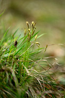 Schaduwzegge - Shady Sedge - Carex umbrosa