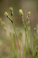 Schaduwzegge; Shady Sedge; Carex umbrosa