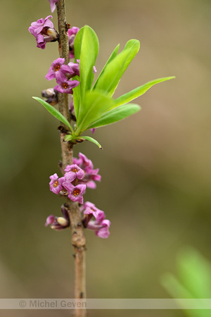 Rood peperboompje; Mezereon; Daphne mezereum