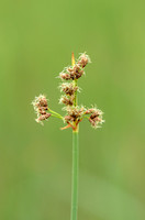 Mattenbies; Common Club-rush; Shoenoplectus lacustris