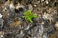 Zinkveldmuur - Spring sandwort - Sabulina verna subsp. hercynica