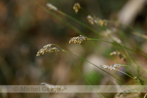 Blauwgras; Blue Moor Grass; Sesleria caerulea