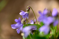 Ruig viooltje - Hairy violet - Viola hirta
