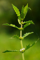 Wolfspoot -  Gypsywort -  Lycopus europaeus