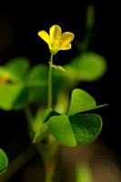 Stijve Klaverzuring - Upright Yellow-sorrel - Oxalis stricta