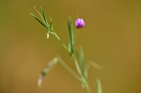 Lathyrus angulatus