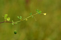 Medicago murex