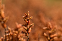 Wilde Gagel; Bog Myrtle; Myrica gale