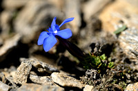 Gentiana schleicheri