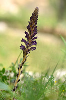 Orobanche lavandulacea