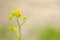 Oostenrijkse Kers - Austrian Yellow-cress - Rorippa austriaca