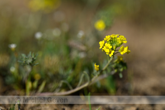 Bergschildzaad; Mountain Alison; Alyssum montanum subsp. Gmelini