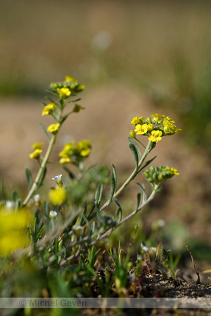 Bergschildzaad; Mountain Alison; Alyssum montanum subsp. Gmelini