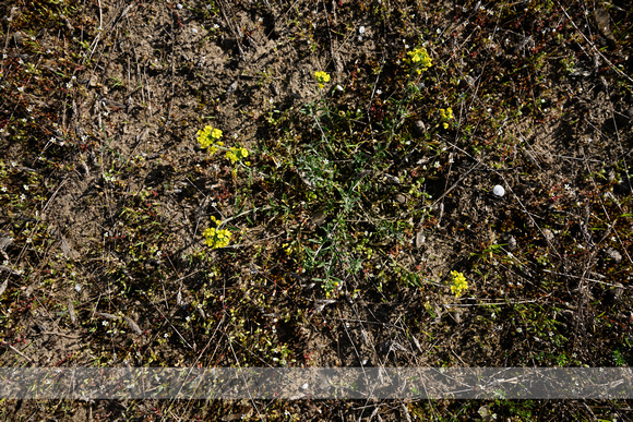 Bergschildzaad; Mountain Alison; Alyssum montanum subsp. Gmelini