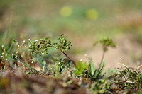 Bergvarkenskervel; Mountain parsley; Peucedanum oreoselinum
