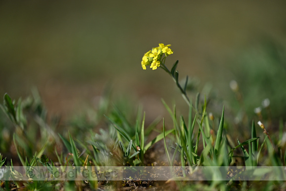 Bergschildzaad; Mountain Alison; Alyssum montanum subsp. Gmelini