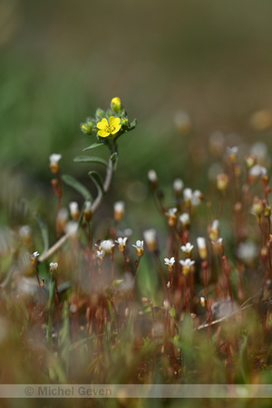 Bergschildzaad; Mountain Alison; Alyssum montanum subsp. Gmelini