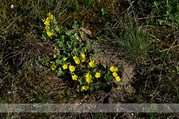 Hybride Zandganzerik x Voorjaarsganzerik; Potentilla x subarenaria