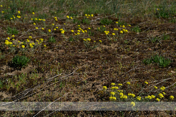 Bergschildzaad; Mountain Alison; Alyssum montanum subsp. Gmelini