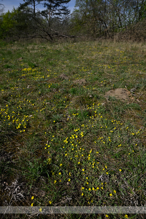 Zandganzerik; Potentilla incana