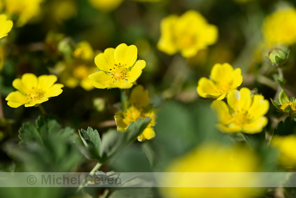 Zandganzerik; Potentilla incana