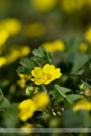 Zandganzerik; Potentilla incana