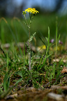 Oostelijk Kruiskruid; Spring Groundsel; Senecio vernalis